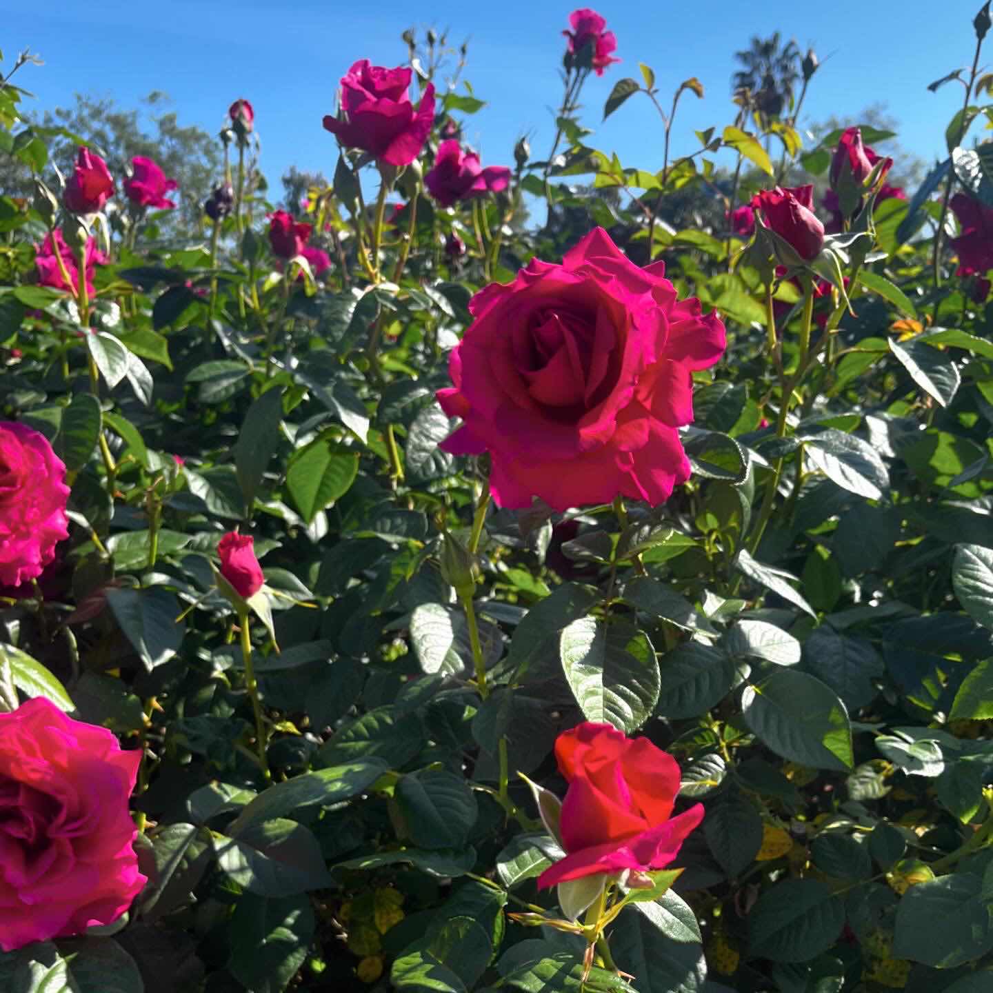 Rose Garden
