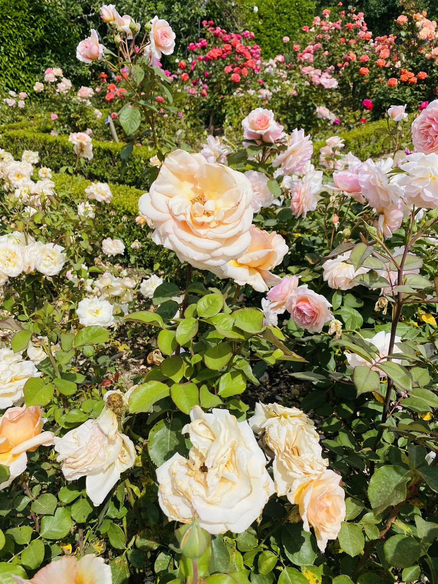 🌷🌷❤️❤️