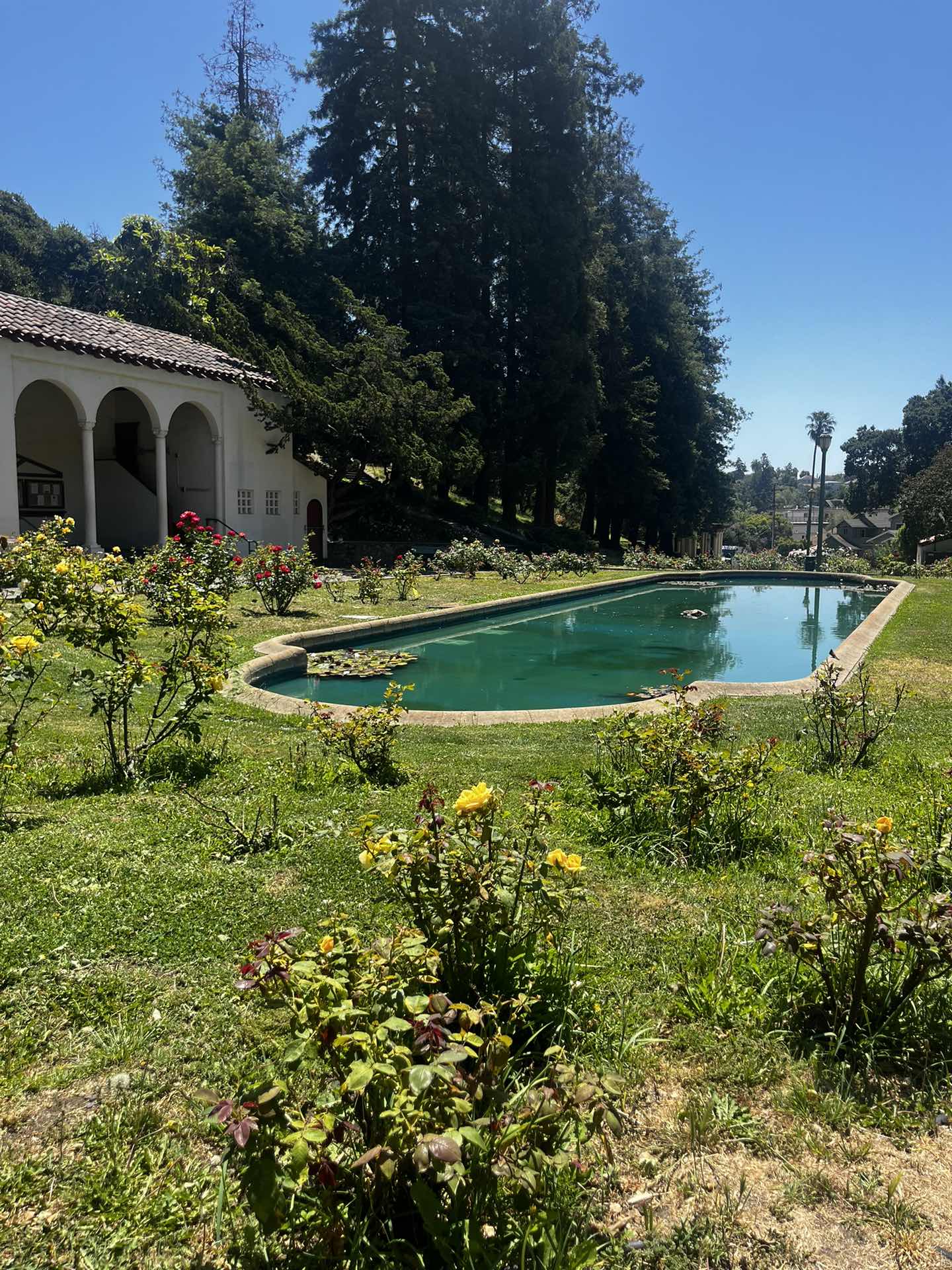 Morcom Rose Garden