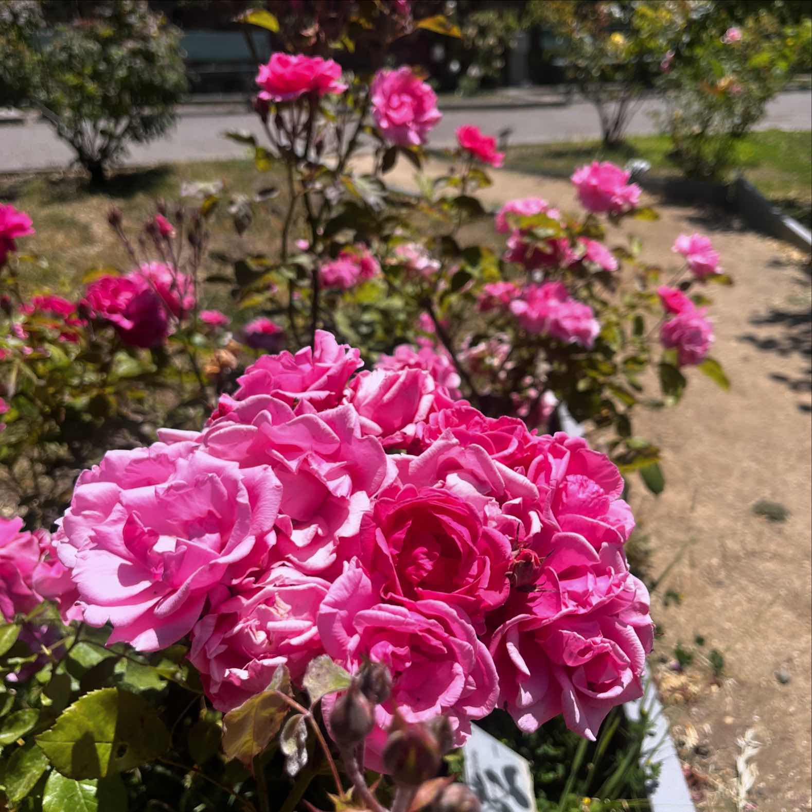 Morcom Rose Garden