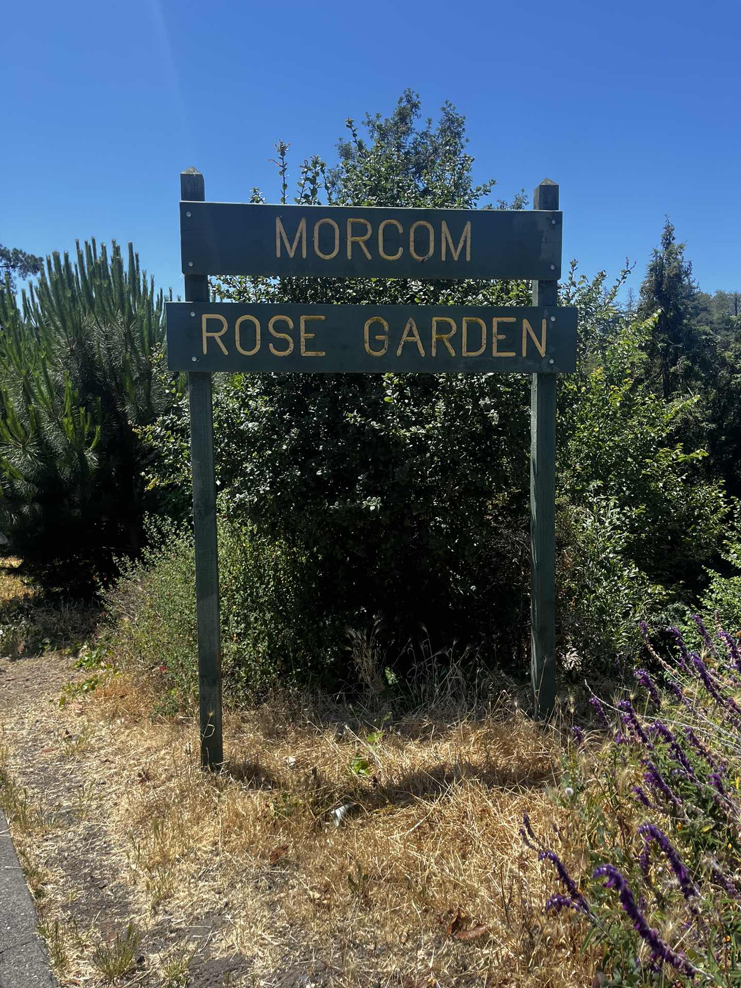 Morcom Rose Garden