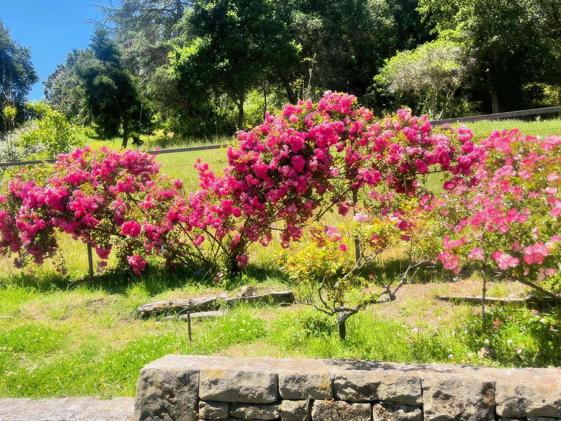 Morcom Rose Garden