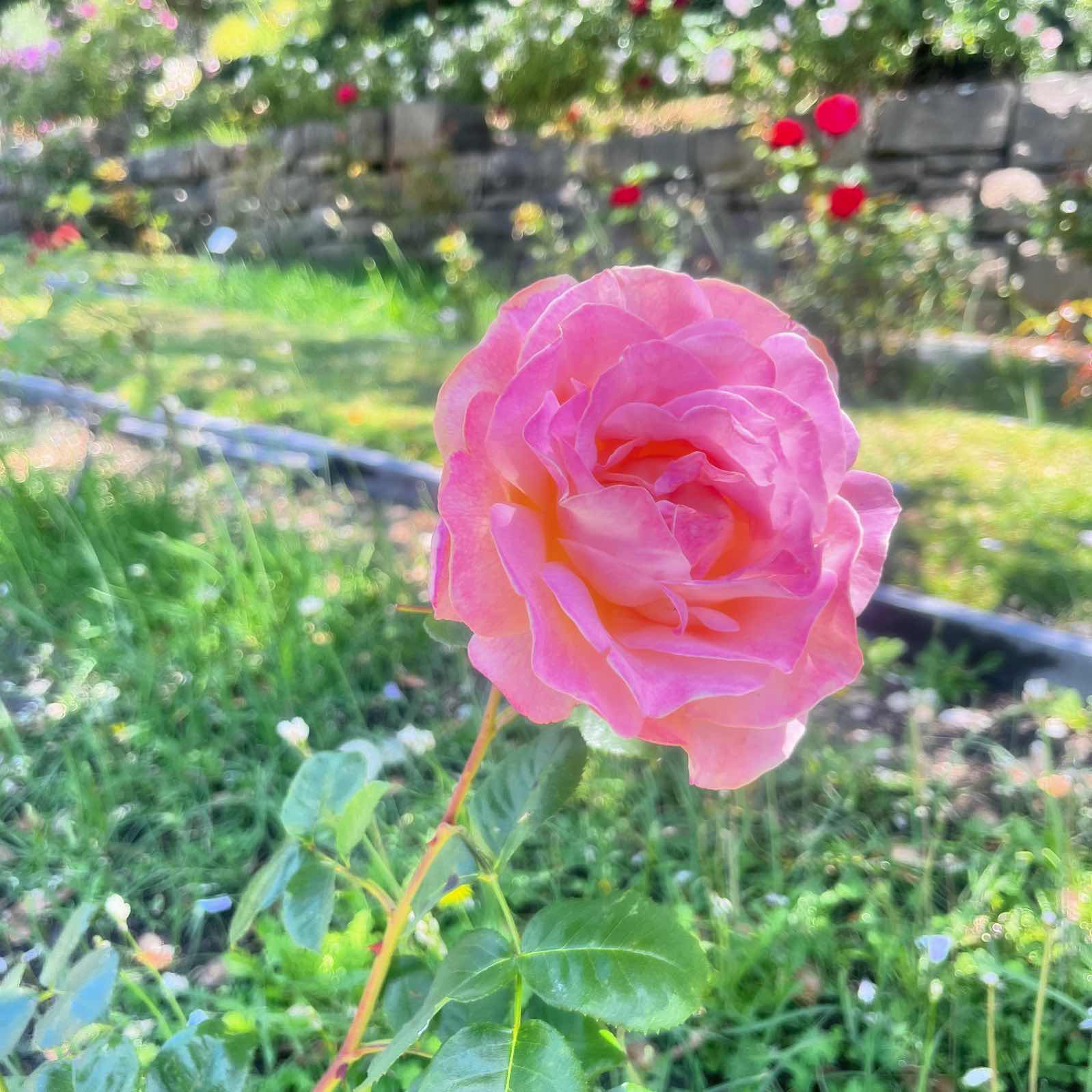 Morcom Rose Garden