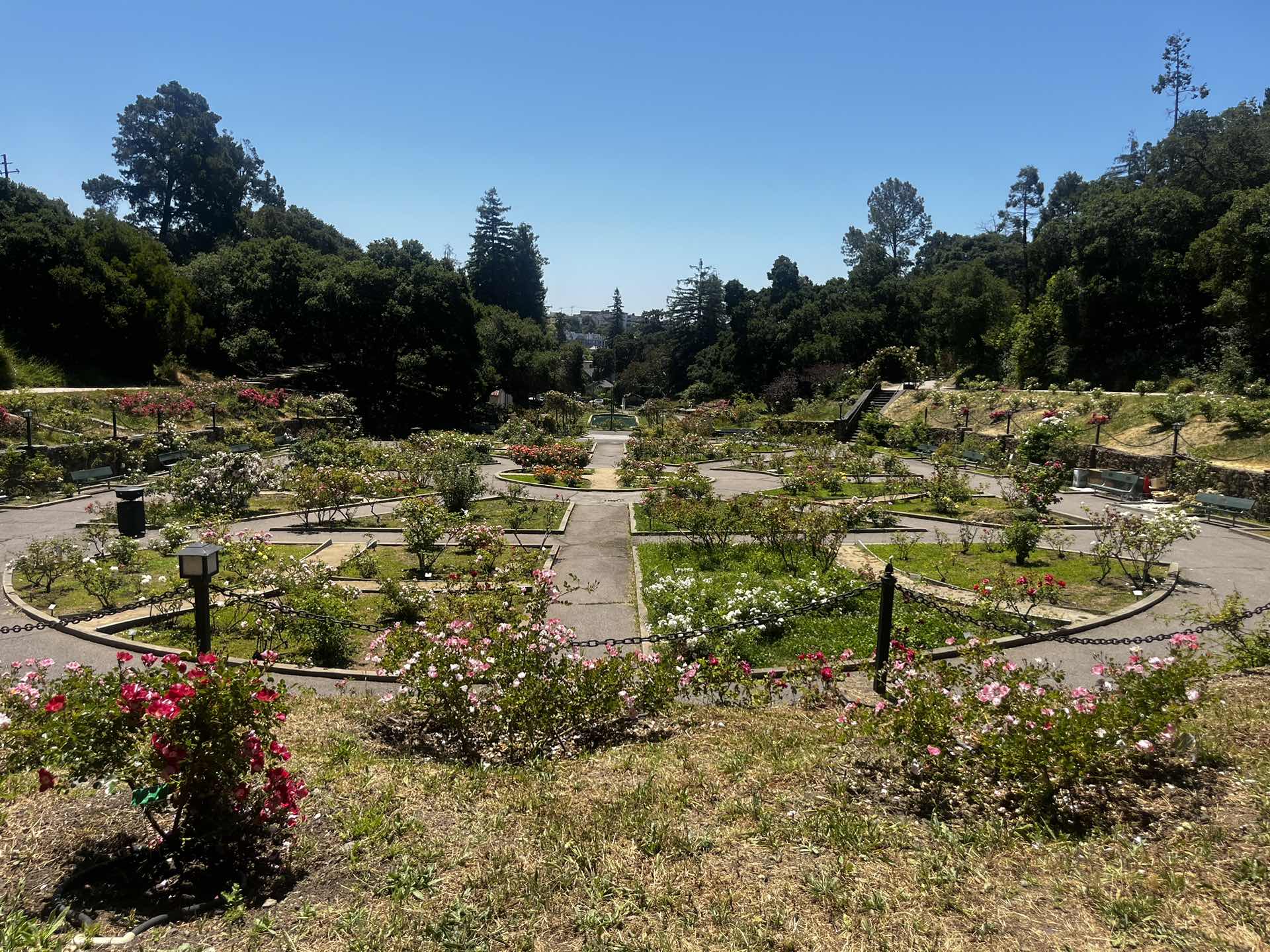 Morcom Rose Garden