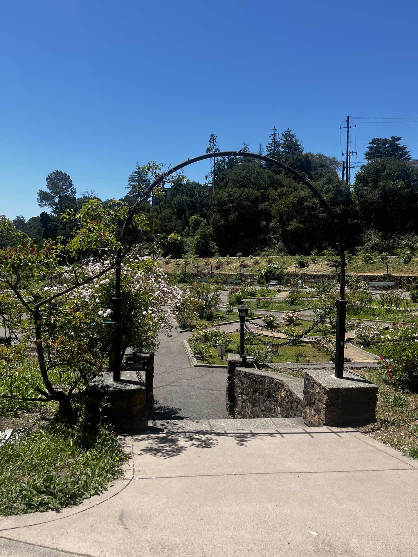 Morcom Rose Garden