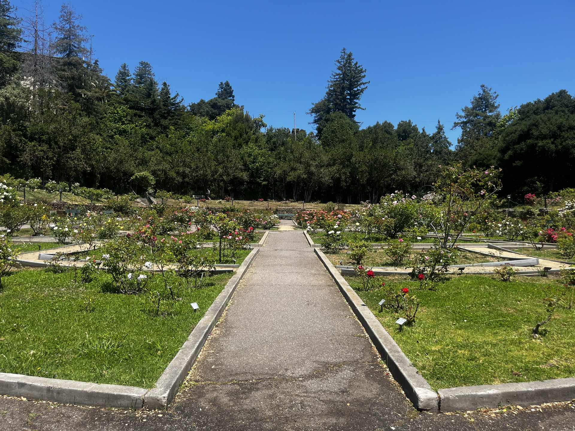 Morcom Rose Garden