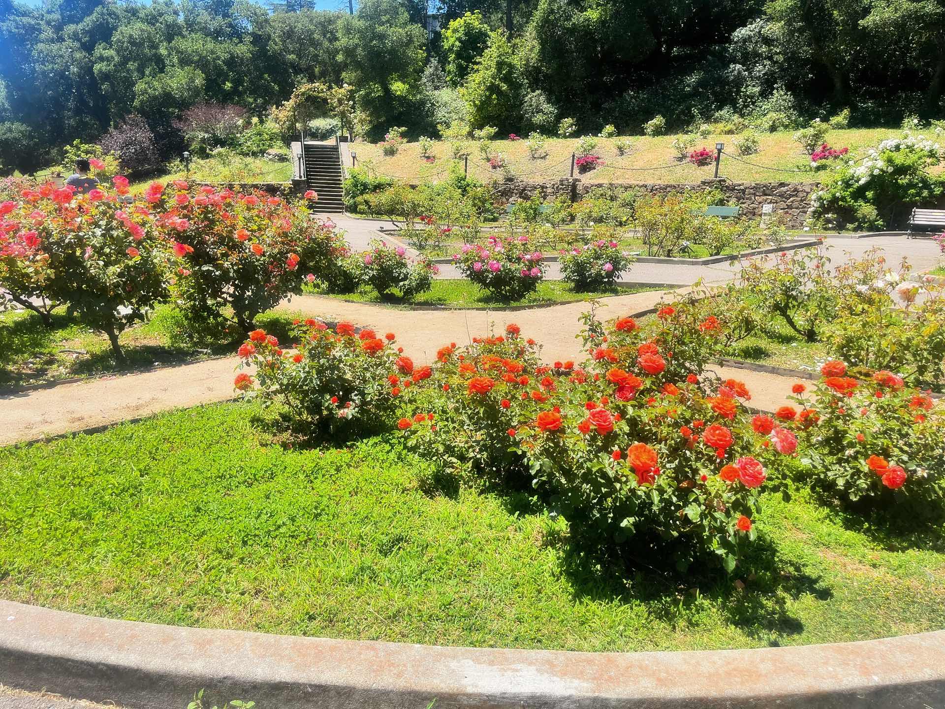 Morcom Rose Garden