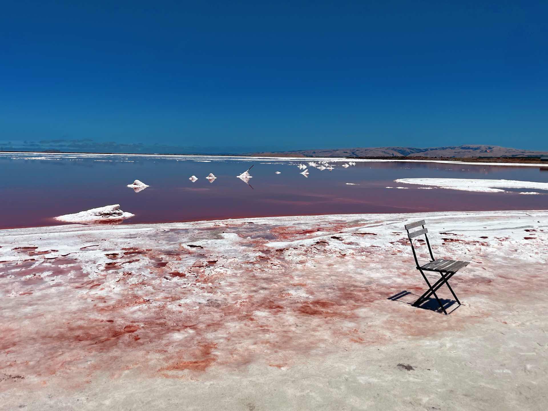 Pink Pond 🩷