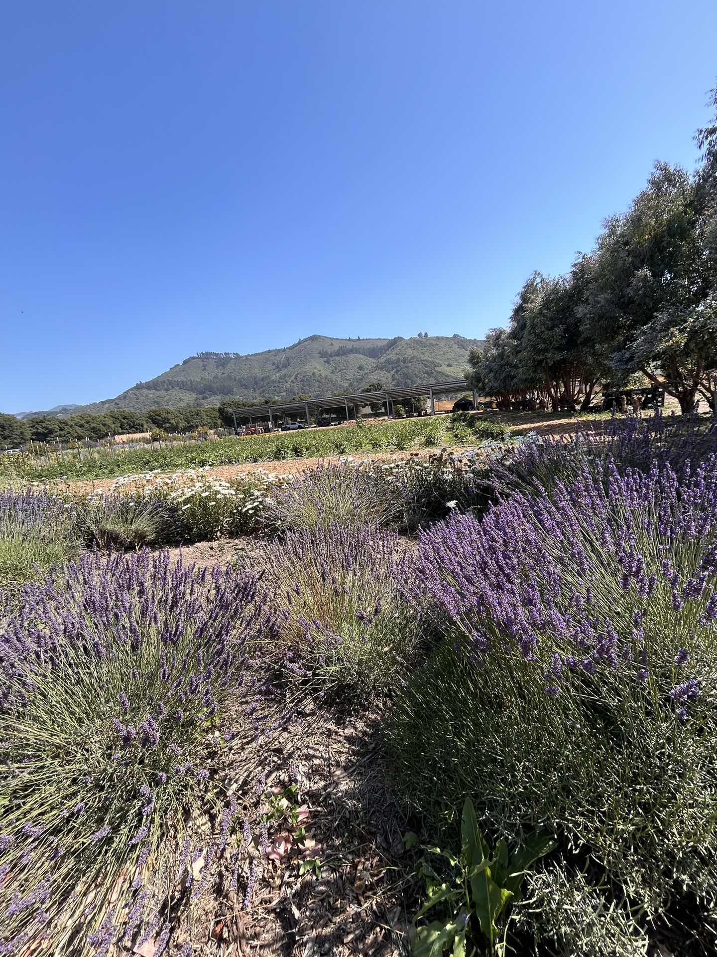 So pretty 🤩 definitely recommend visiting sometime