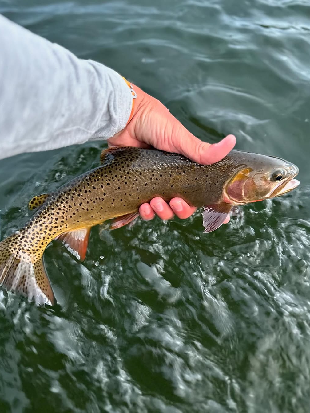 Trout Fishing? Watch the Water Temps!