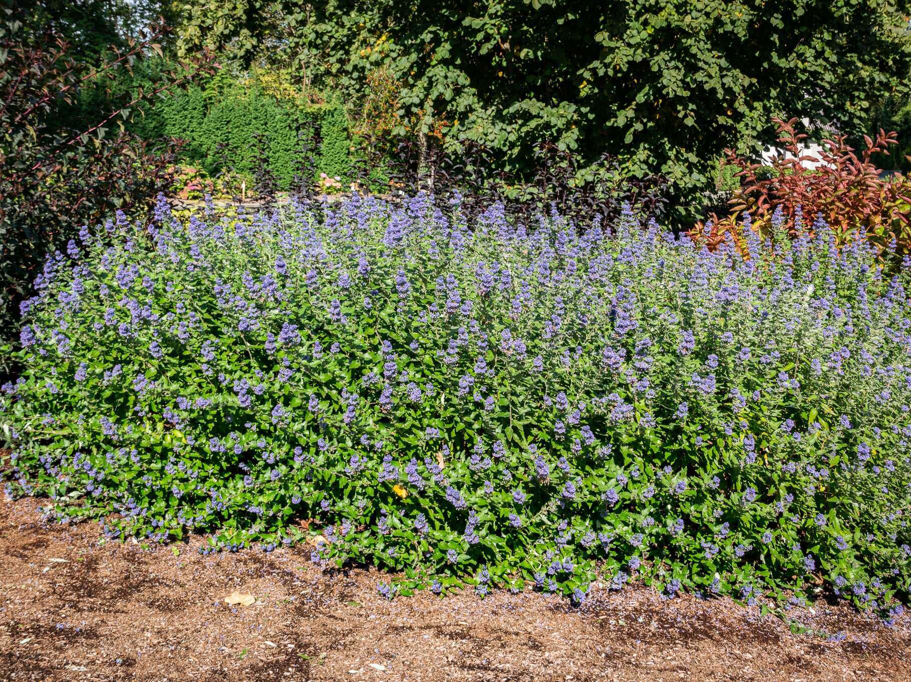 blue mist: old garden charm meets new eco trends