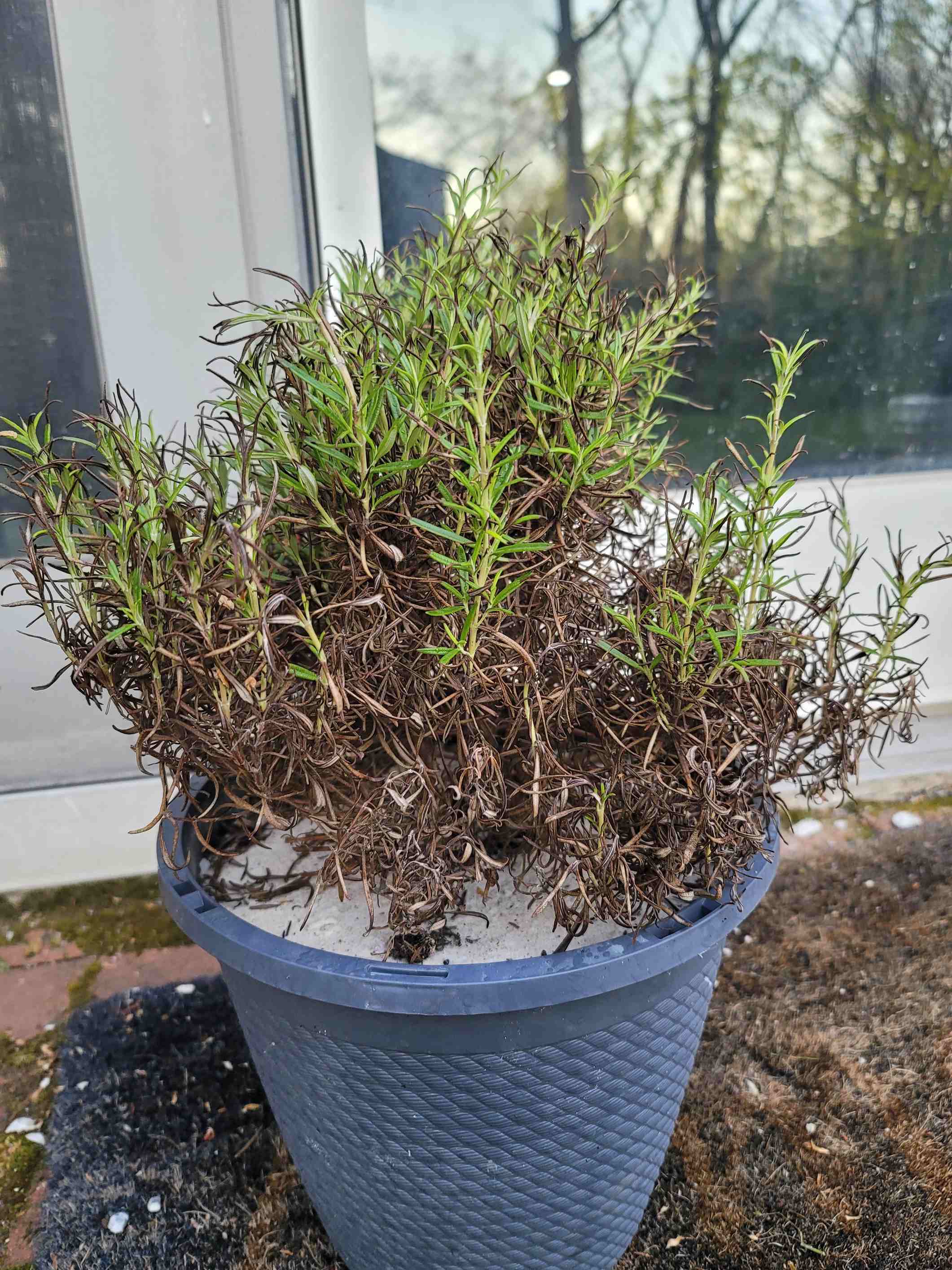 reviving rosemary: old wisdom vs. new fixes in winter gardens