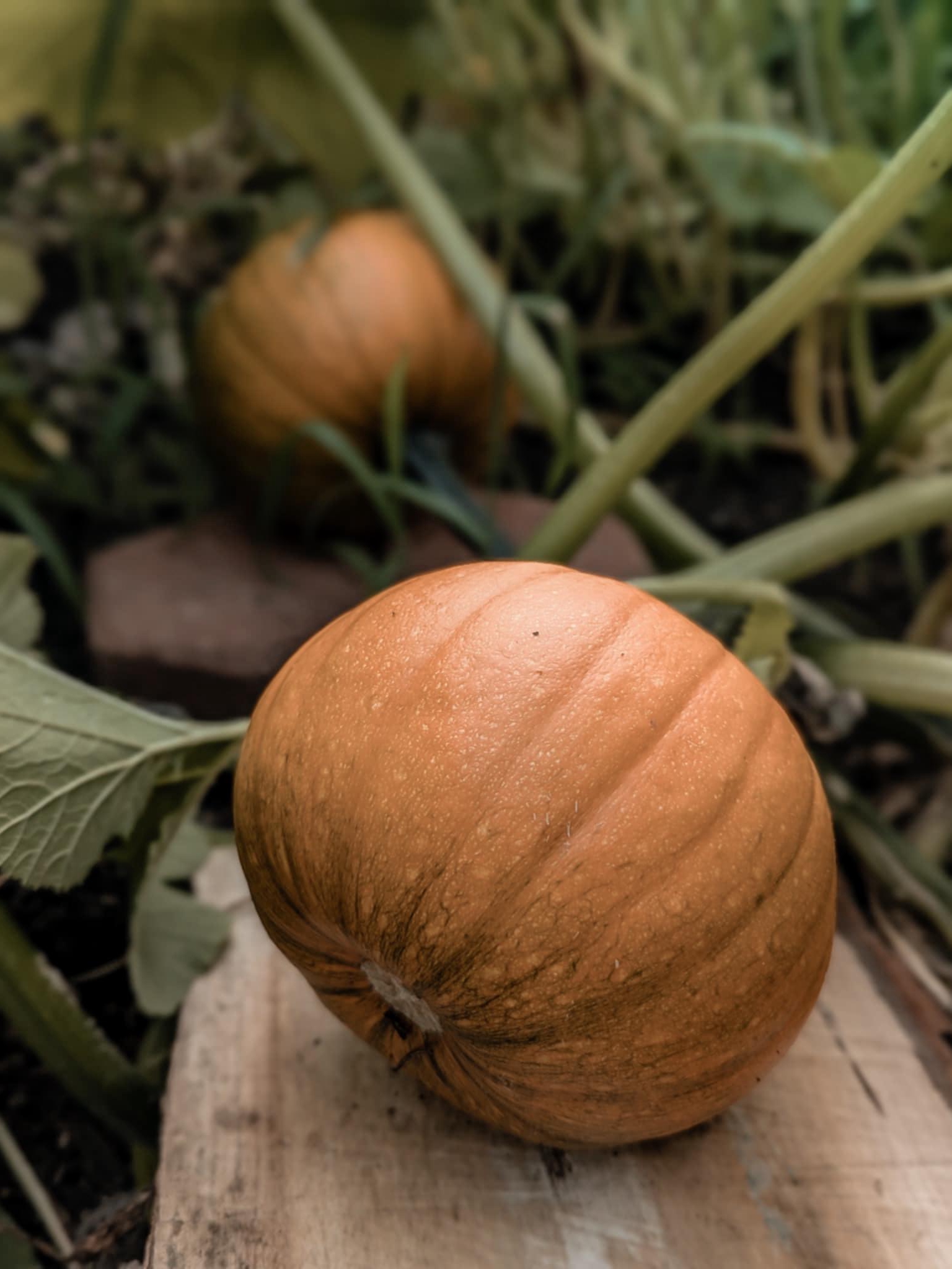 growing pumpkins: tradition vs. trends in our autumn gardens