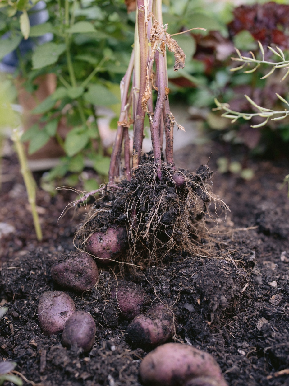 growing potatoes: old family ways vs. modern hacks