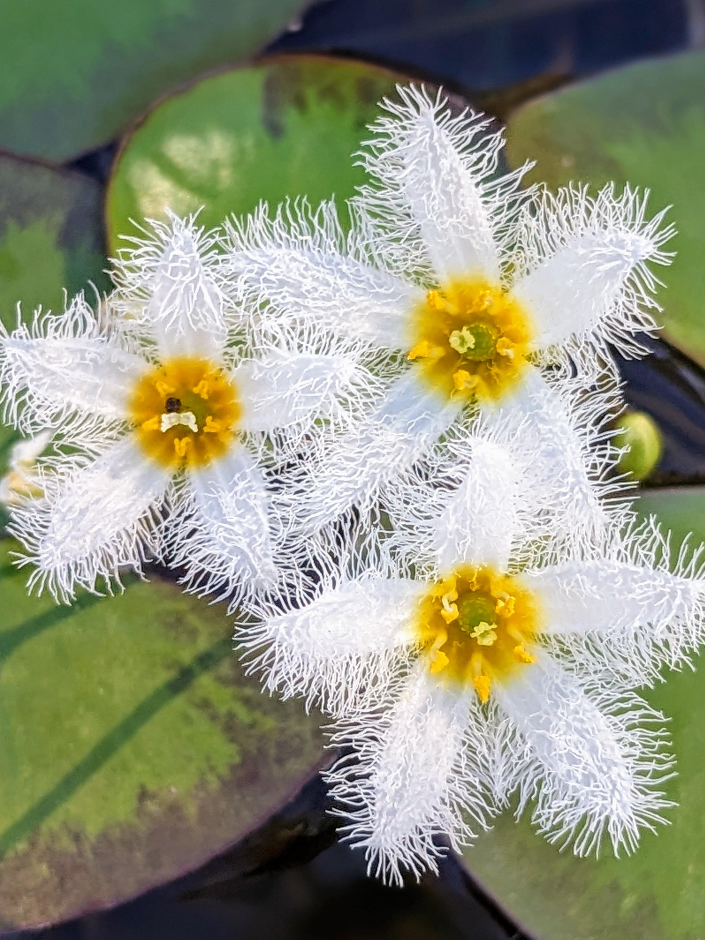nymphoides flowers: old wisdom vs. new garden trends