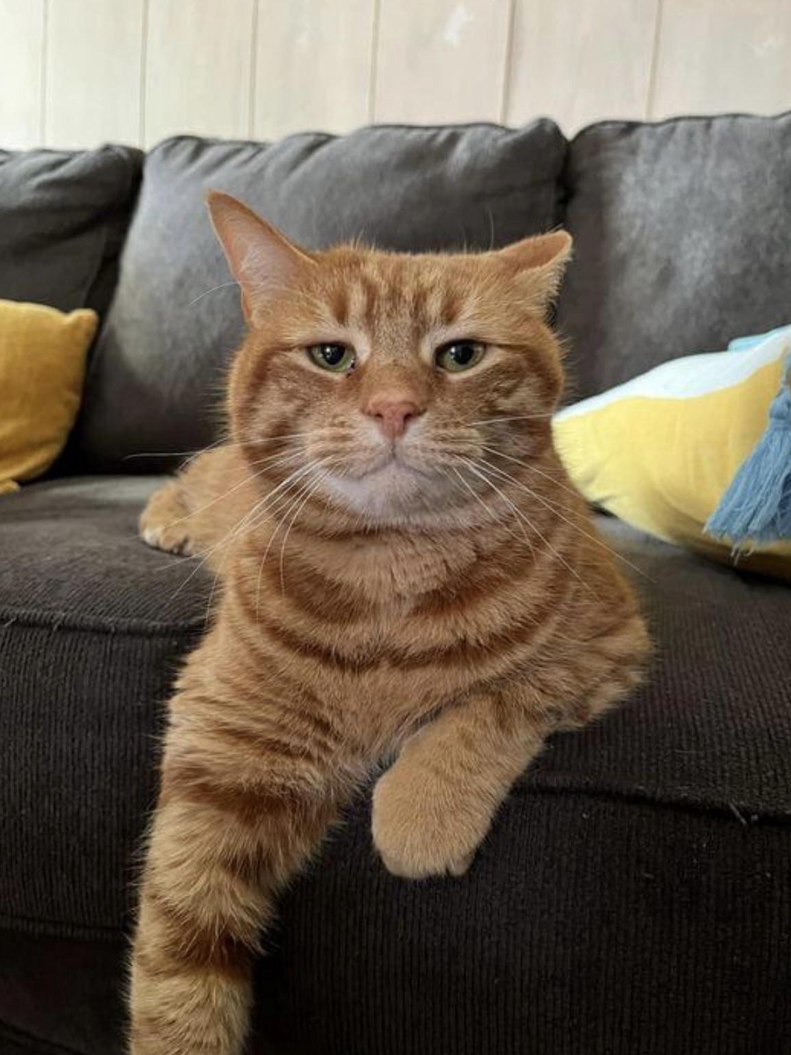 How My Neighbor’s Cat Adopted Me