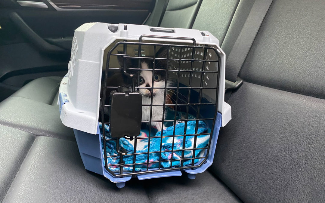 How I Survived a Road Trip With My Cat