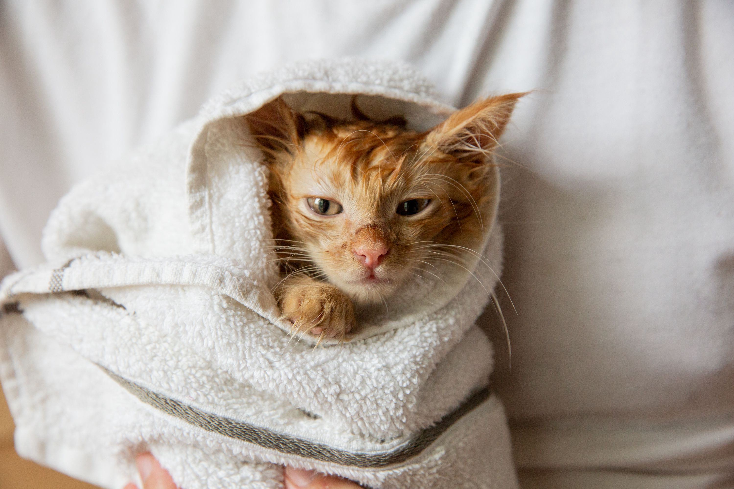Surviving Your Kitten’s First Bath