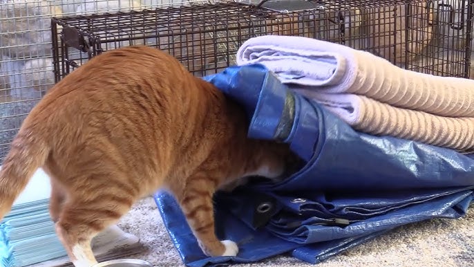 How I Survived Catching My Ninja Cat
