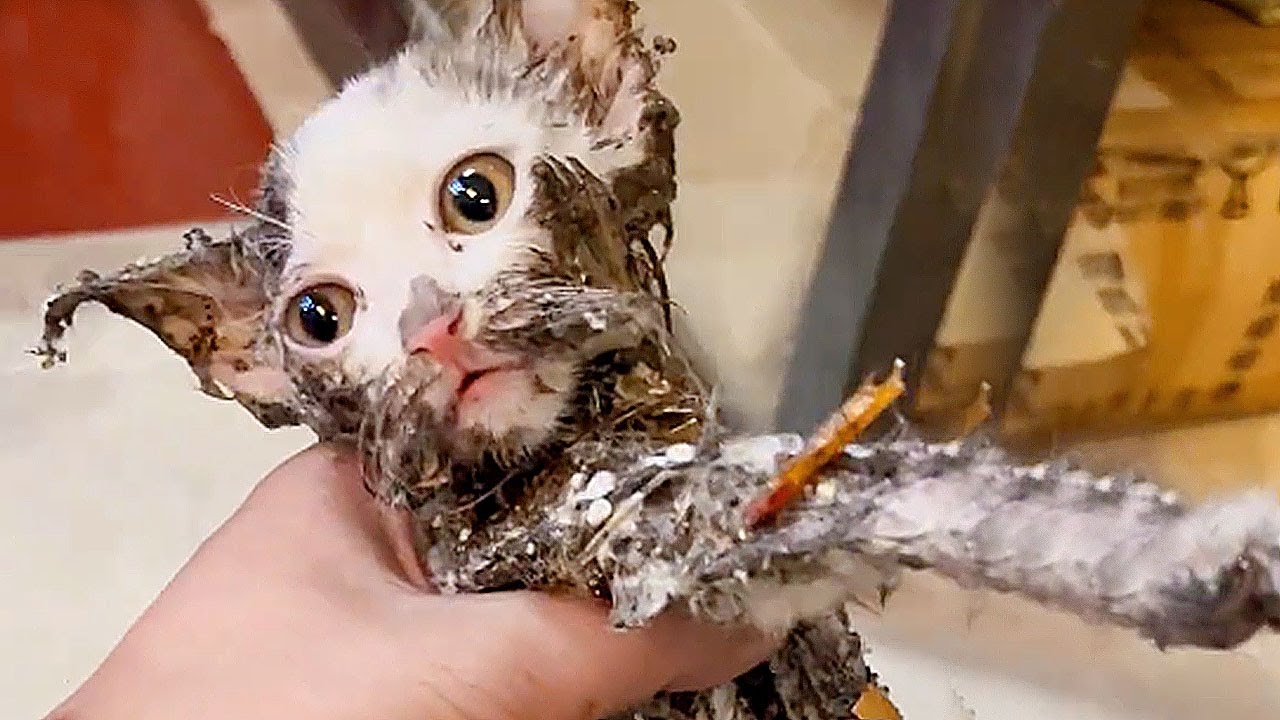My Cat vs. Mousetrap Glue: Chaos & Rescue
