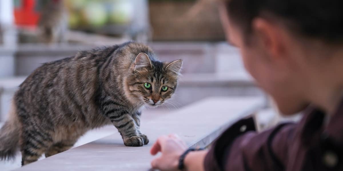 So You Want to Befriend a Stray Cat?
