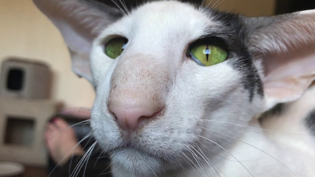 Is My Cat an Oriental or Just Extra?