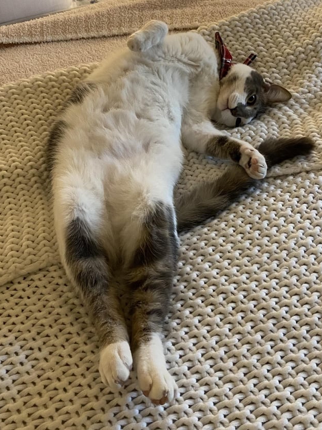 Cat Pee on Clothes? Here’s How I Survived