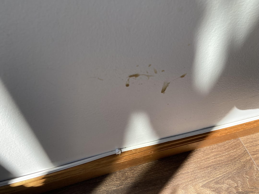 Surviving Cat Spray: My Nose’s Worst Enemy
