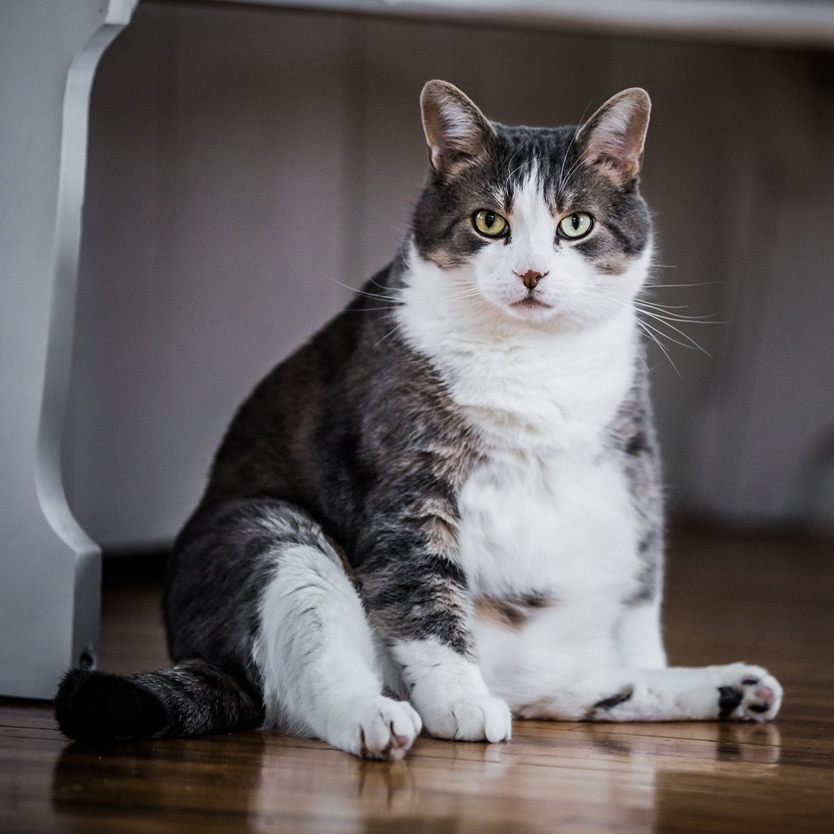 My Cat’s Diet Drama: Counting Calories 101