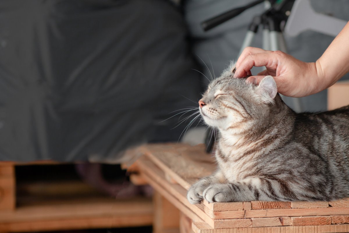 Cat Massage: The Secret to Feline Happiness