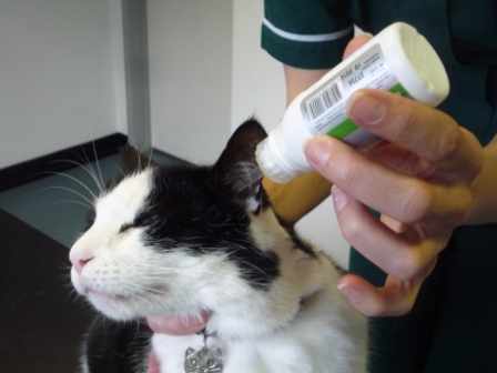 How I Survived Medicating My Cat’s Ears
