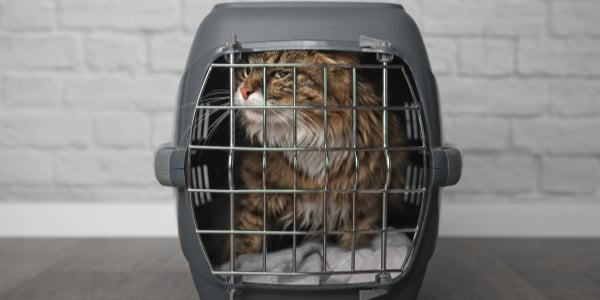Surviving the Cat-to-Vet Battle Royale