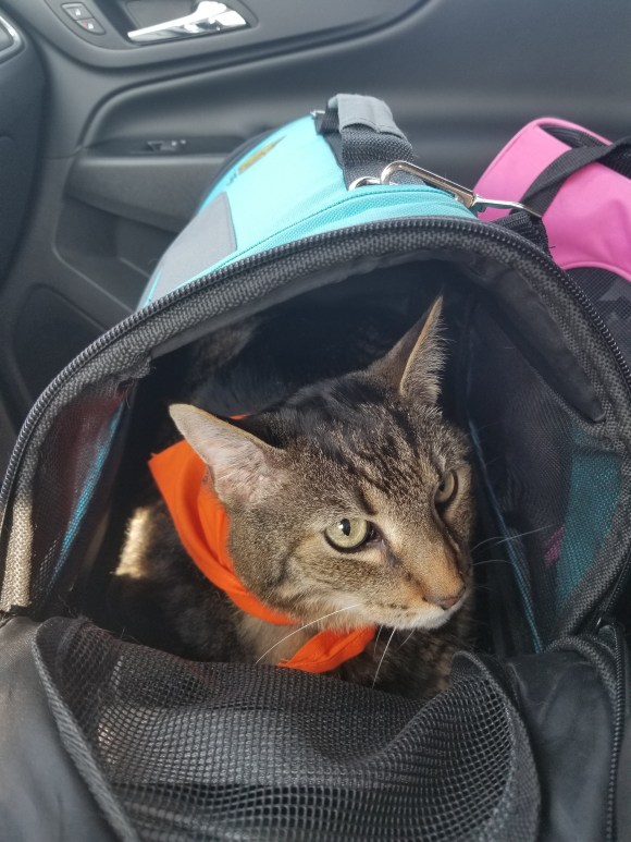 Your Cat’s Big Surgery Day: Survival Guide