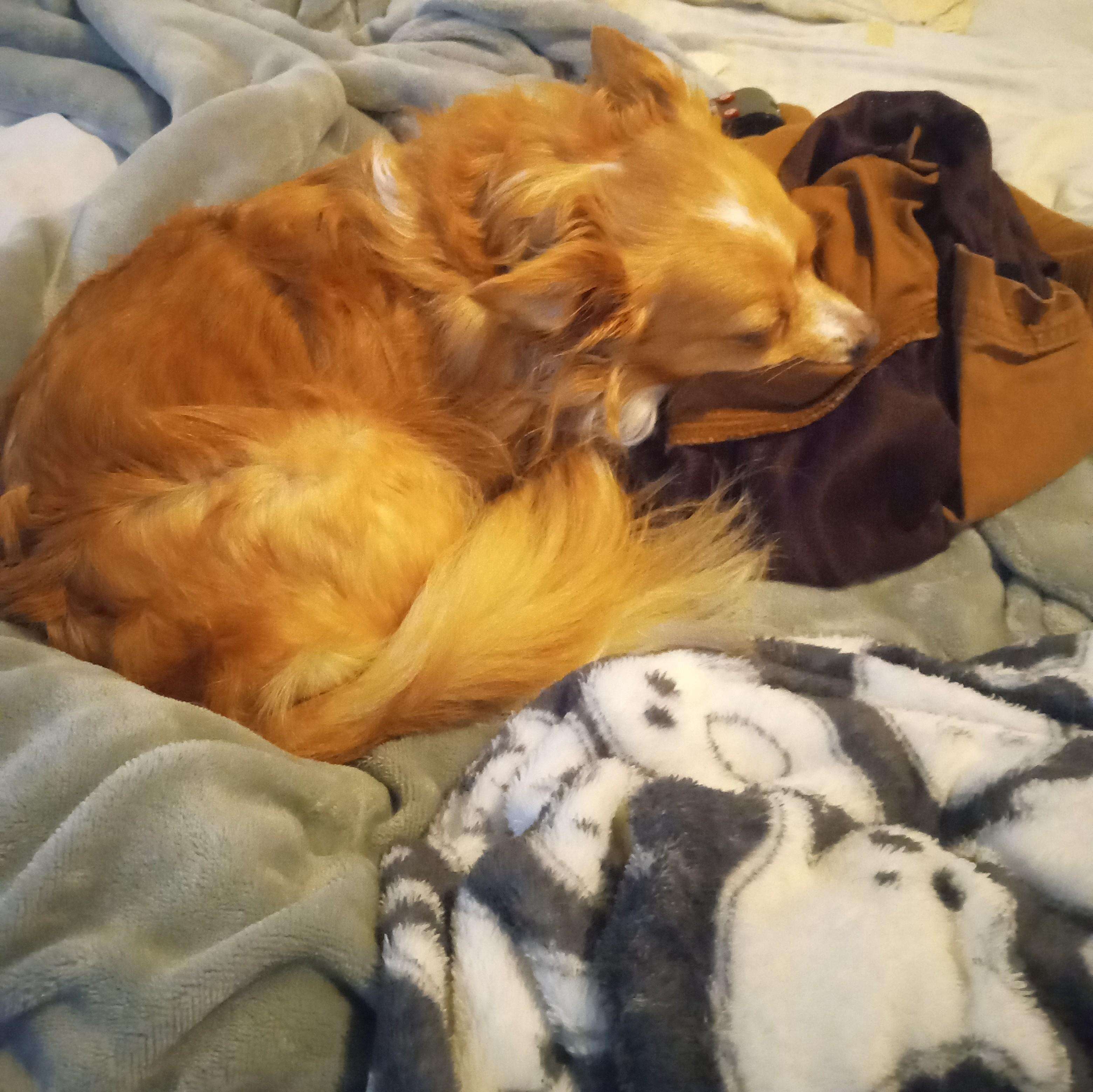 My Cat Thinks My Clothes Are His Bed