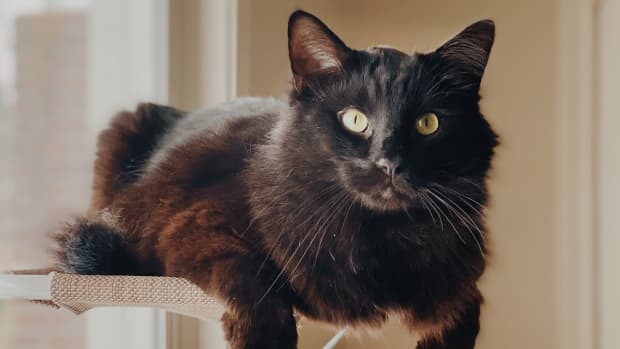 My Cat Is My Morning Alarm (and Therapist)