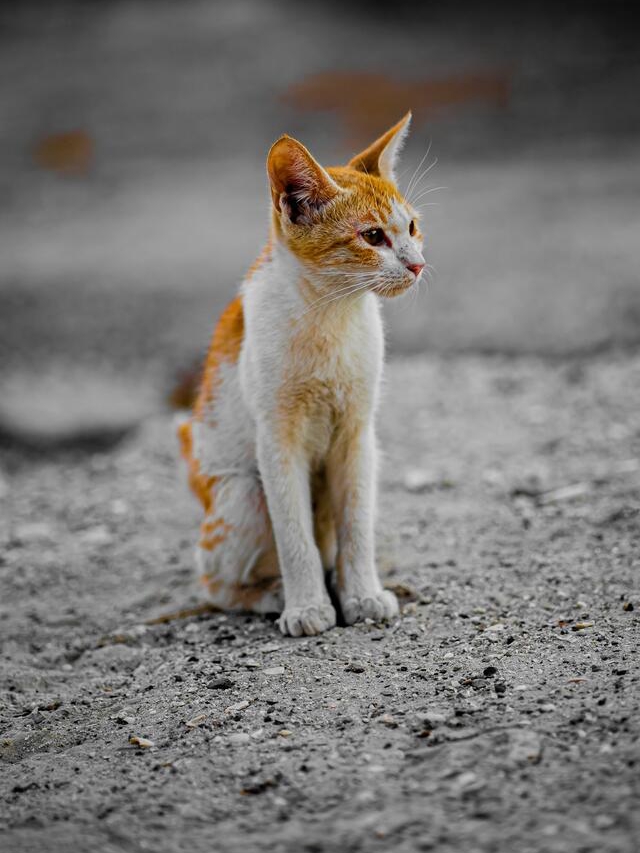 Is Your Cat Secretly Your Guardian?