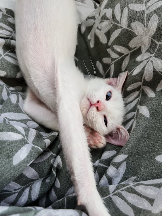 When Your Cat Does Yoga Better Than You