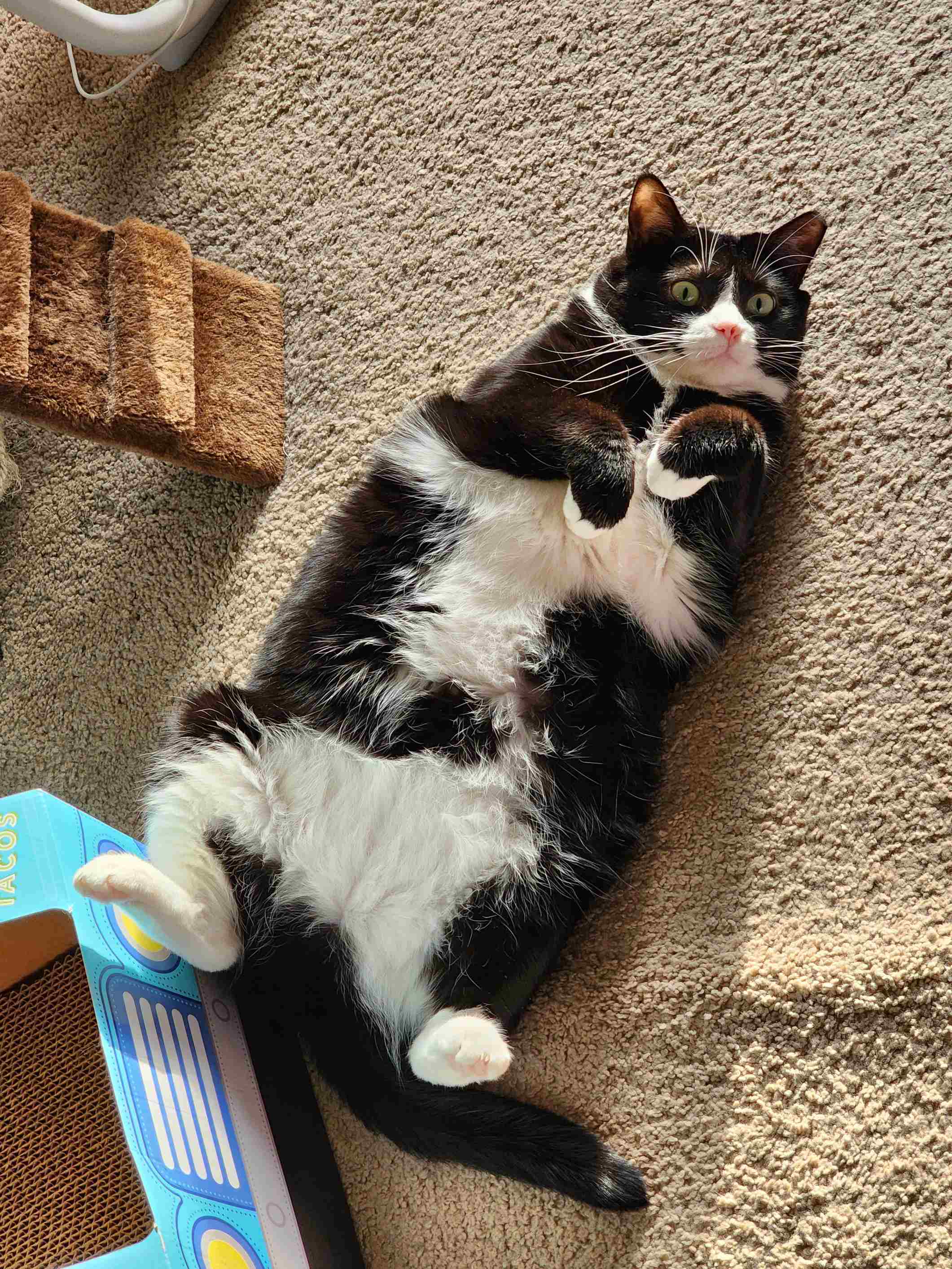 My Cat Schedules Cuddle Appointments