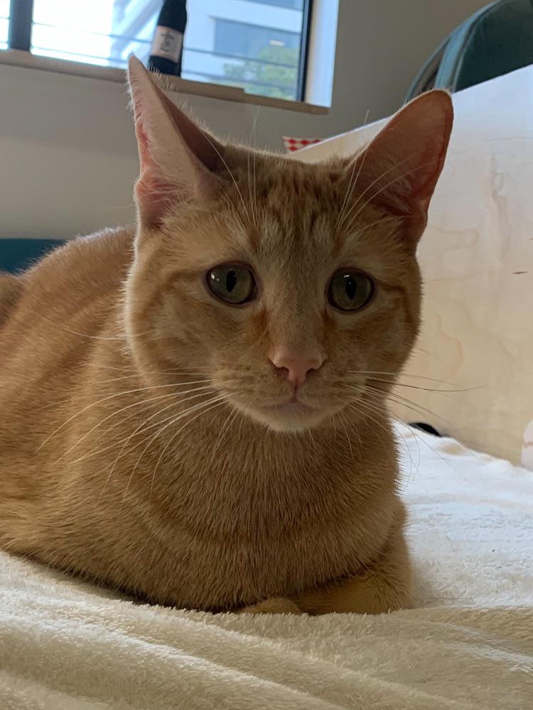 Met My Spirit Animal at a Cat Café