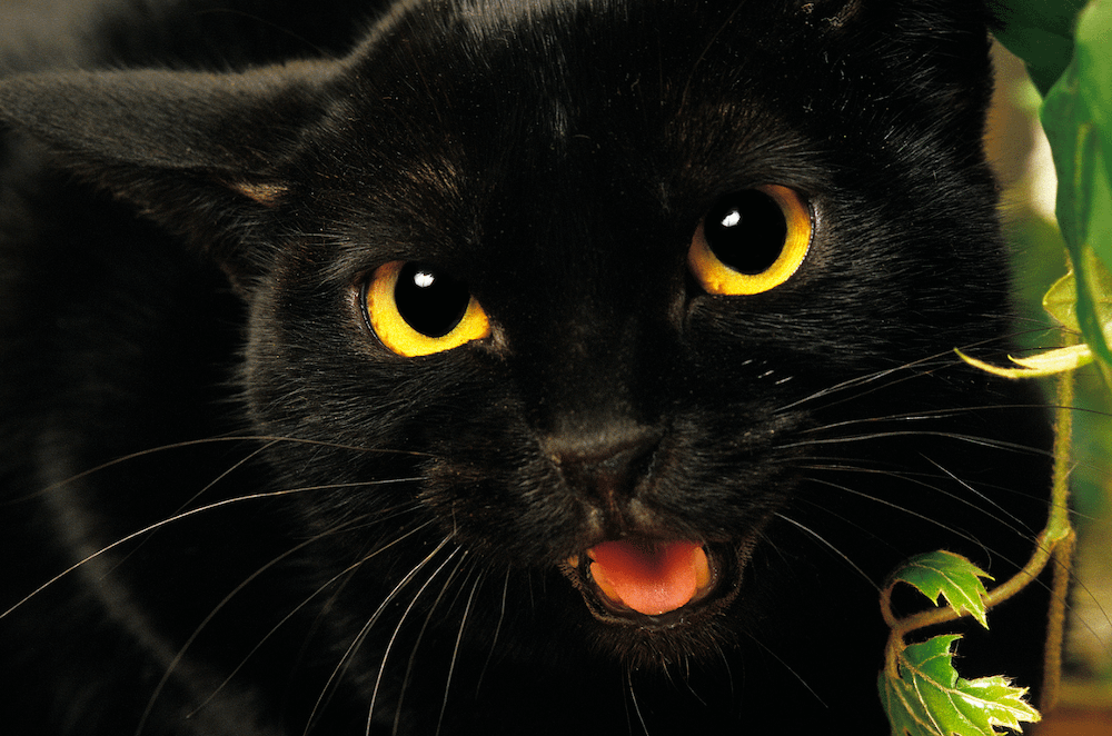 Bombay Cats: The Tiny Panthers of Chaos