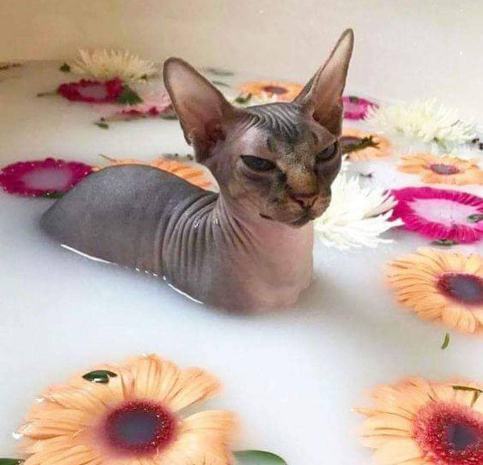 Surviving Sphynx Cat Bath Time: A Guide