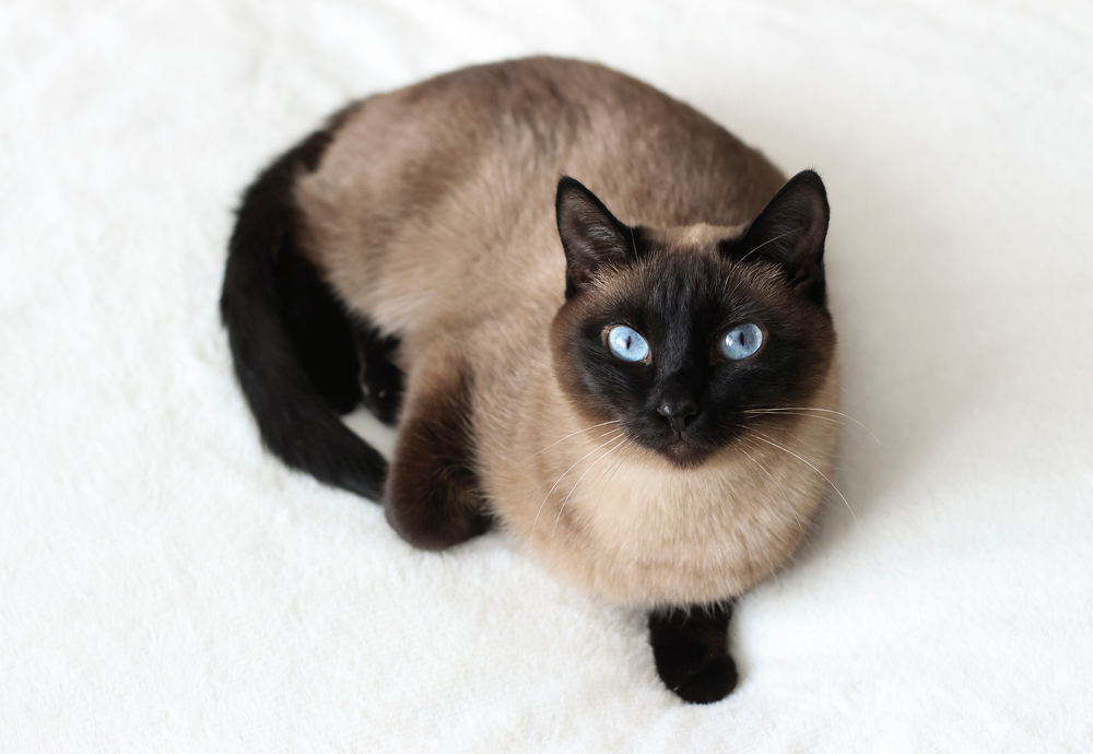 Is Your Cat a Siamese or Just Extra Dramatic?