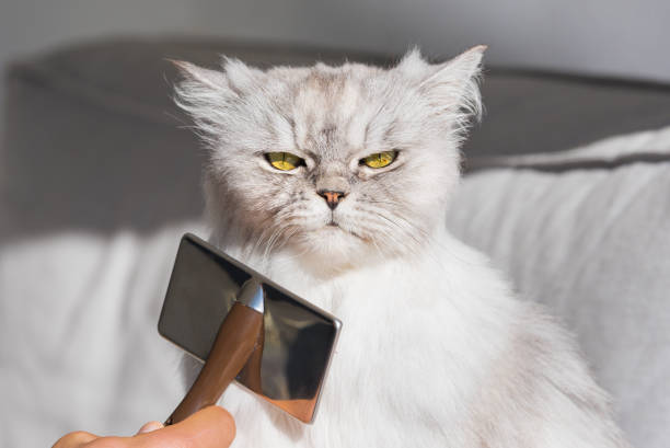 Surviving Persian Cat Grooming: A Guide