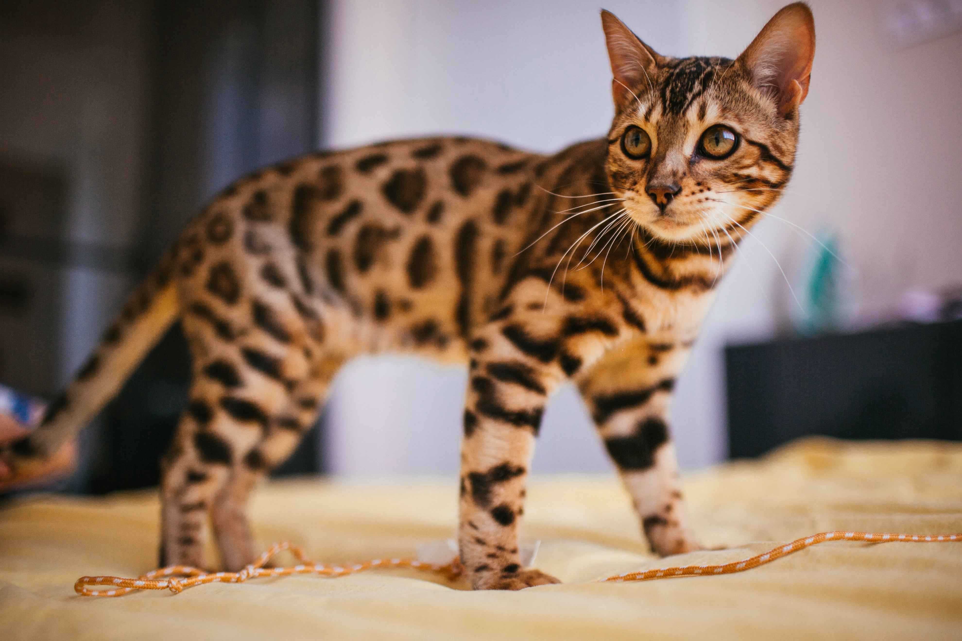 Wild at Heart: House Cats With Big Cat Vibes