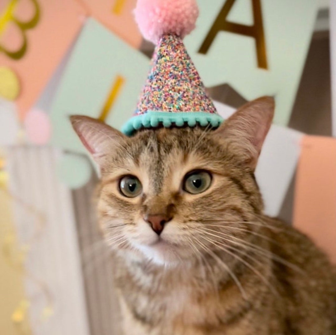 DIY Cat Party Hat: Cute or Cat-astrophe?