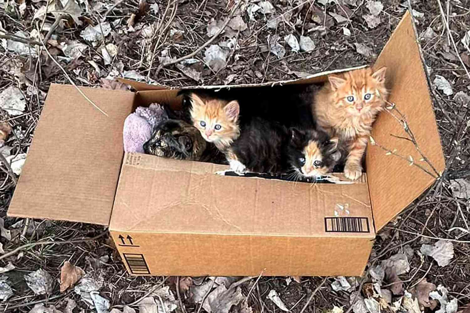 How I Became a Kitten Heater (Accidentally)