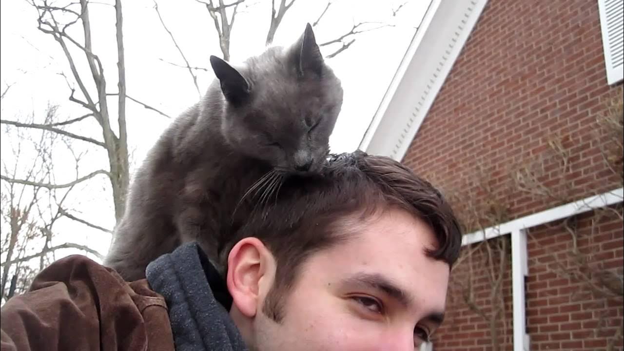 My Cat Won’t Stop Licking My Hair—Help!