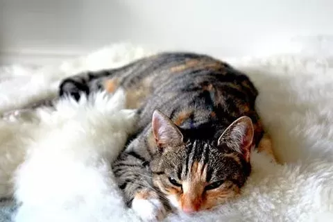 My Cat’s Sick—Here’s How I Survived It
