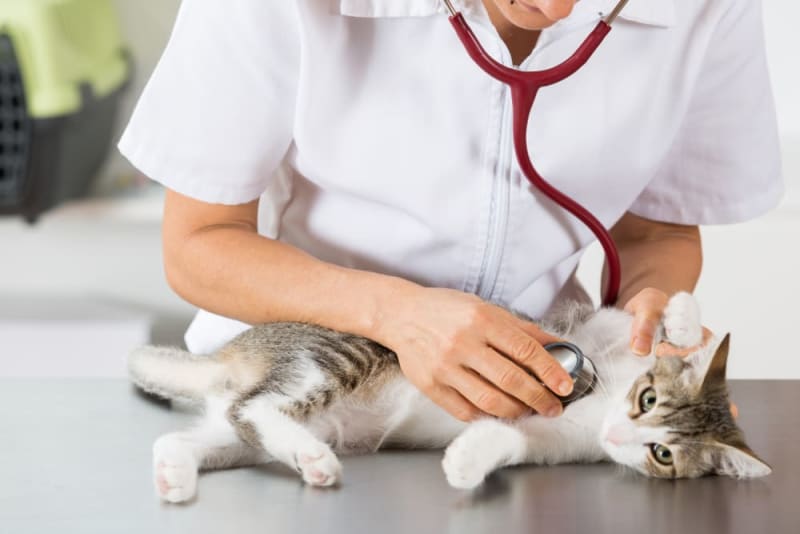 My Cat’s Sudden Sickness: What I Wish I Knew
