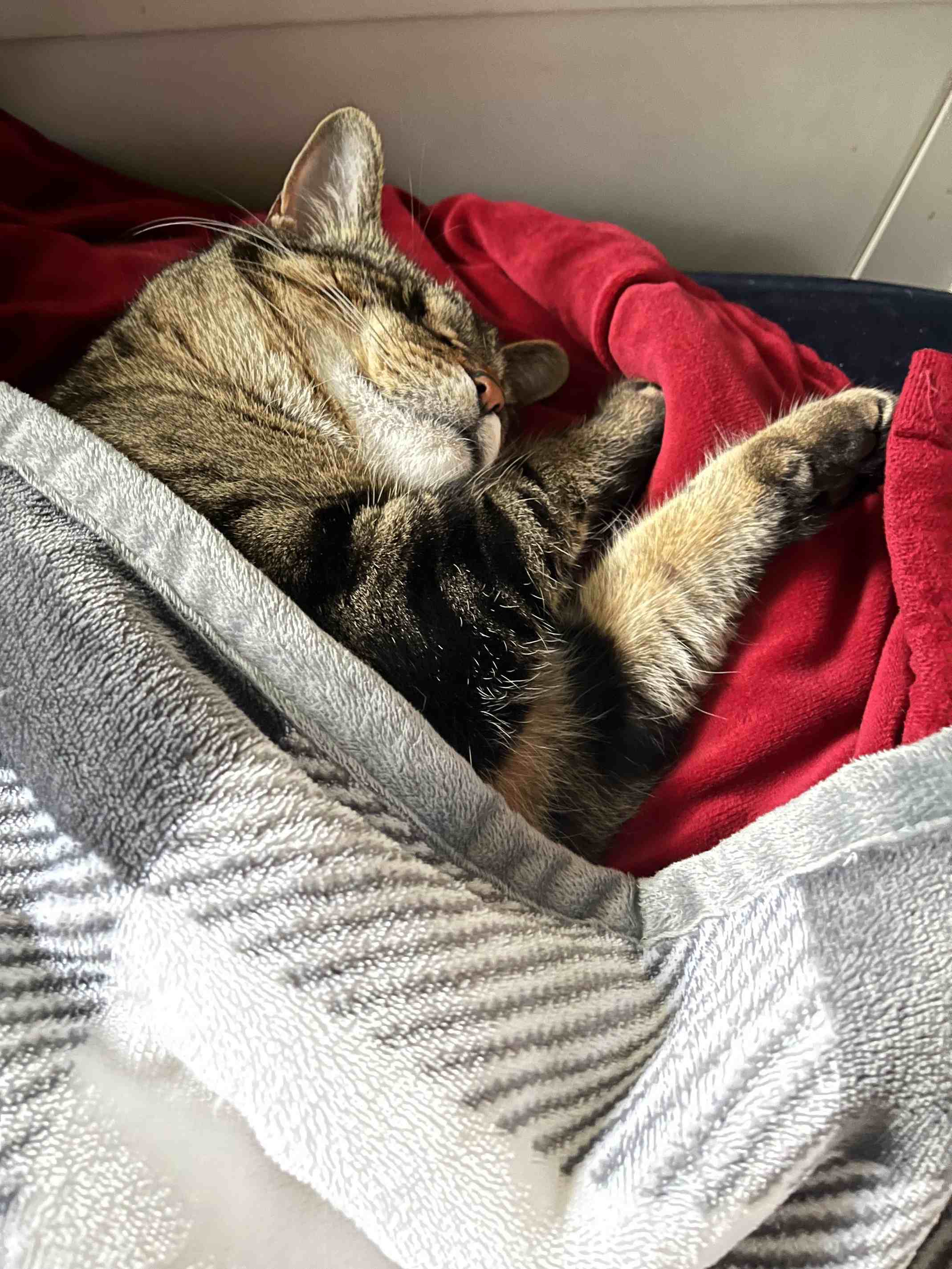 How I Helped My Cat Say Goodbye